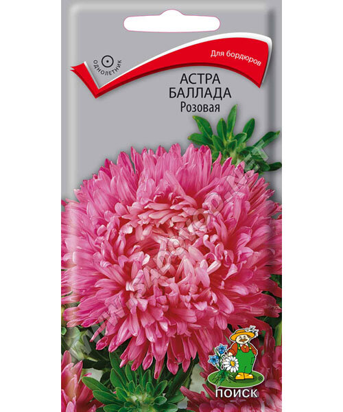 Астра Баллада Розовая
