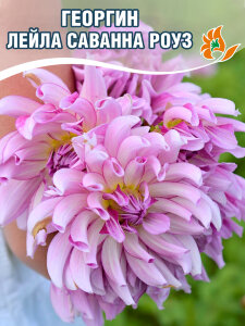 Георгин Лейла Саванна Роуз (кактусовидный) Георгин Лейла Саванна Роуз (кактусовидный)