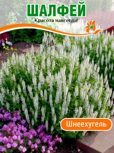 Сальвия (Шалфей) Шнеехугель (дубравная) Сальвия (Шалфей) Шнеехугель (дубравная)