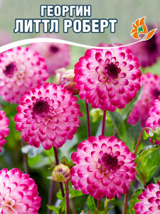 Георгин Литтл Роберт (помпонный) Георгин Литтл Роберт (помпонный)