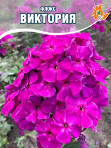 Флокс Виктория Флокс Виктория