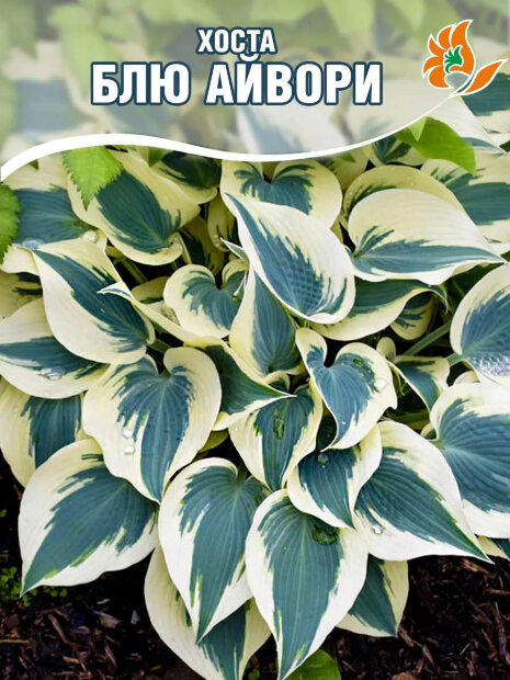Хоста Блю Айвори