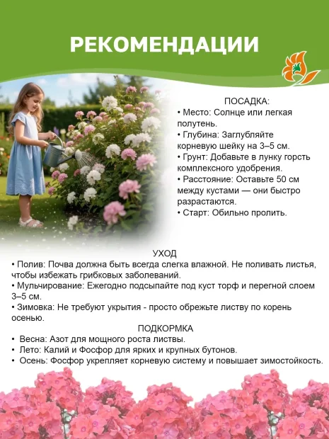 Флокс Дракон