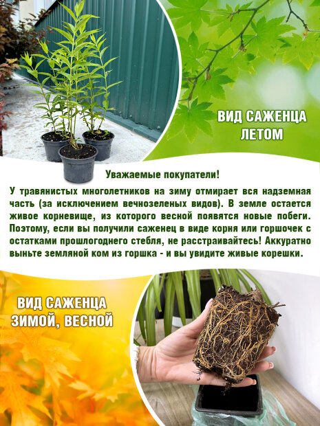 Флокс Набат (Р9)