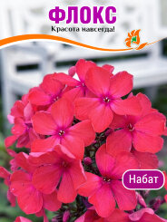 Флокс Набат (Р9)