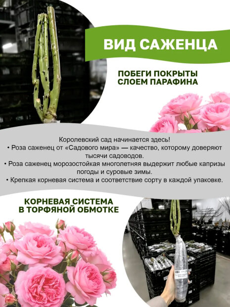 Роза Ред Леонардо да Винчи