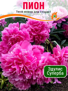Пион Эдулис Суперба (травянистый) Пион Эдулис Суперба (травянистый)