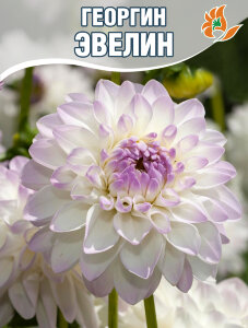 Георгин Эвелин (декоративный) Георгин Эвелин (декоративный)