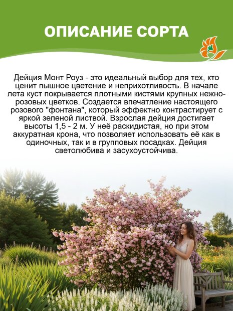 Дейция Монт Роуз (гибридная) саженцы 