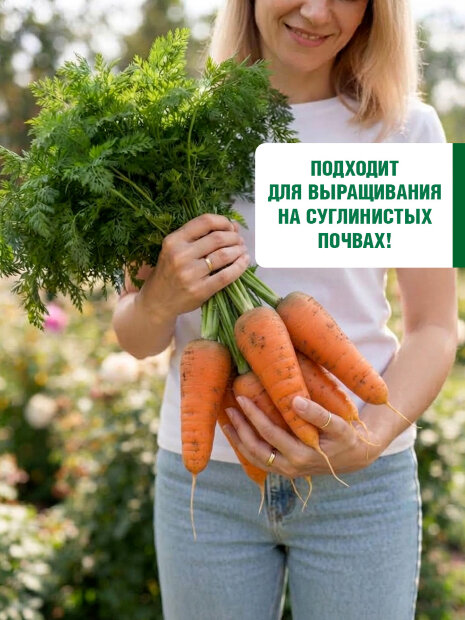 Морковь драже Шантенэ Роял семена 