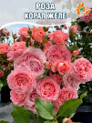 Роза Корал Желе 