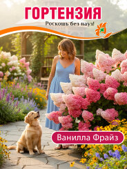 Гортензия Ванилла Фрайз