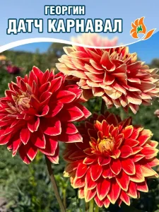 Георгин Датч Карнавал (декоративный)