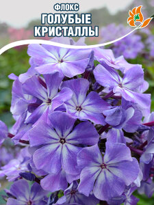 Флокс Голубые Кристаллы