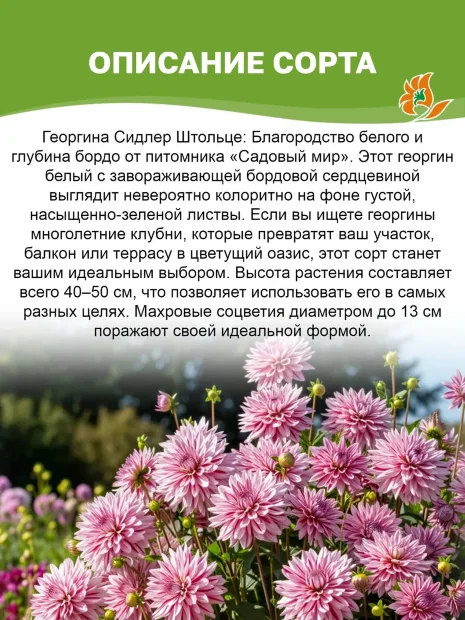 Георгин Зидлерштольц (низкорослый)
