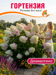 Гортензия Диамантино Гортензия Диамантино