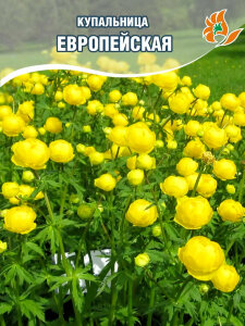 Купальница европейская Купальница европейская