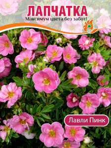Лапчатка Лавли Пинк (кустарниковая) Лапчатка Лавли Пинк (кустарниковая)