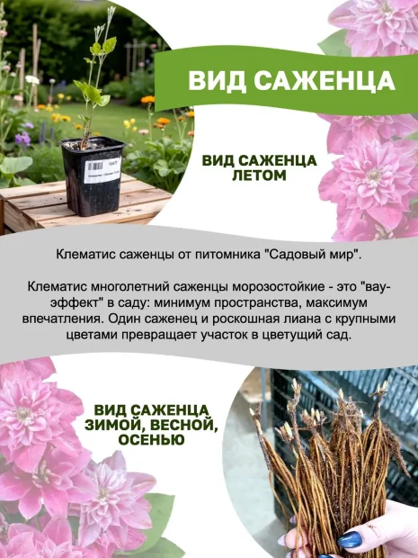Клематис Королева Бона (крупноцветковый) саженцы 
