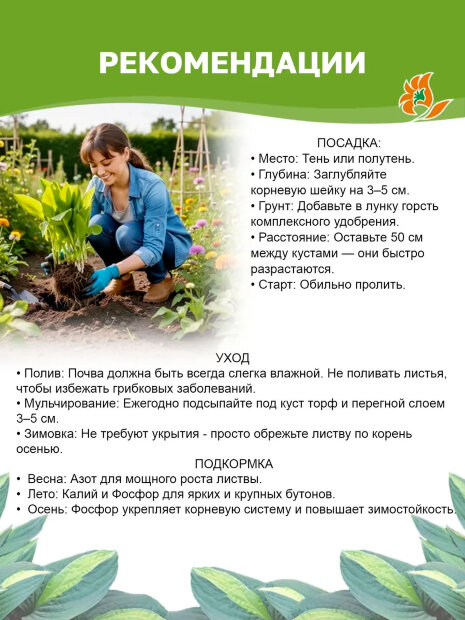 Хоста Медиовариегата (волнистая)