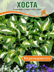 Хоста Медиовариегата (волнистая)