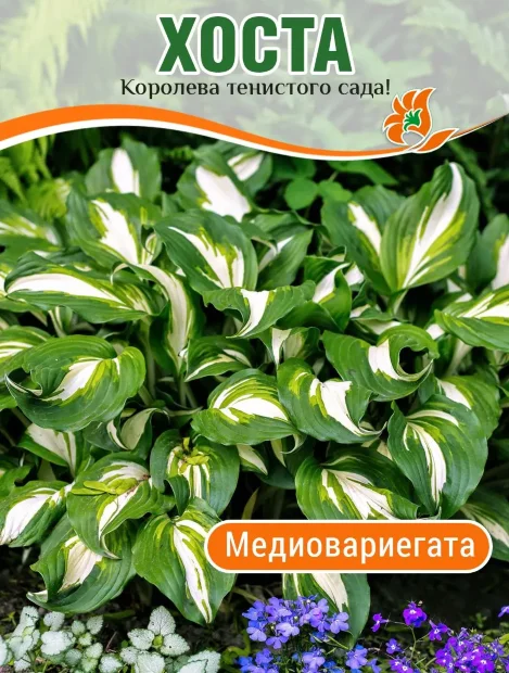 Хоста Медиовариегата (волнистая)