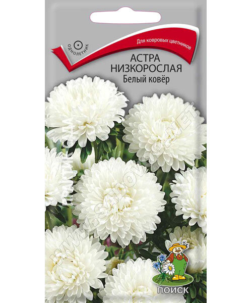 Астра низкорослая Белый Ковёр