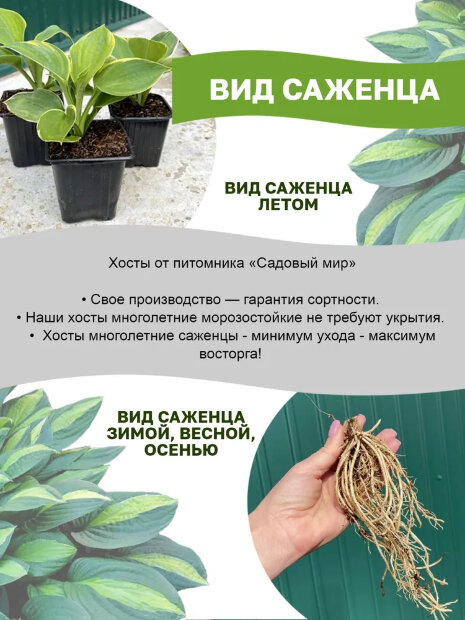 Хоста Сансет Грувз