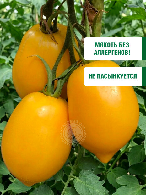 Томат Золотые Яйца семена 