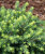 Ель Карел (сербская)