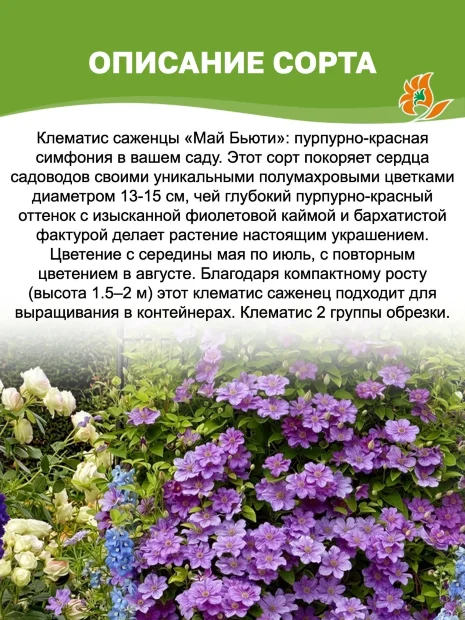 Клематис Май Бьюти (крупноцветковый)  саженцы 