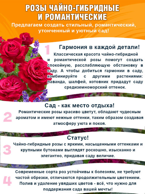 Роза Блэк Баккара