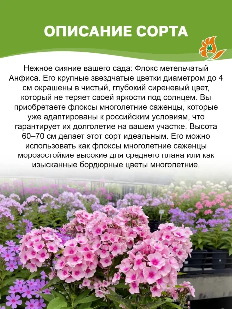 Флокс Анфиса
