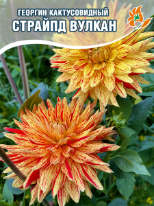 Георгин Страйпд Вулкан (кактусовидный) Георгин Страйпд Вулкан (кактусовидный)
