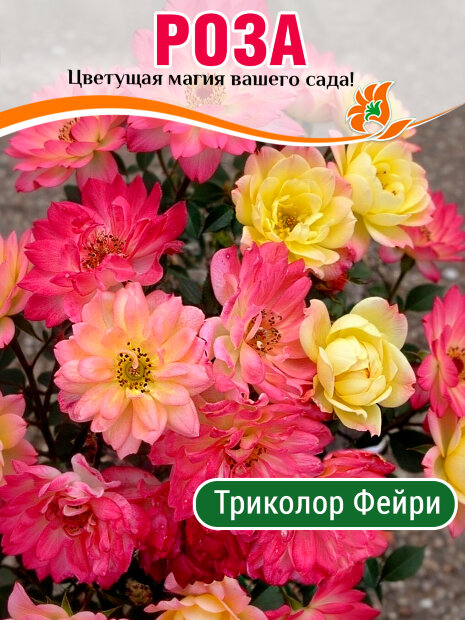 Роза Триколор Фейри (почвопокровная)