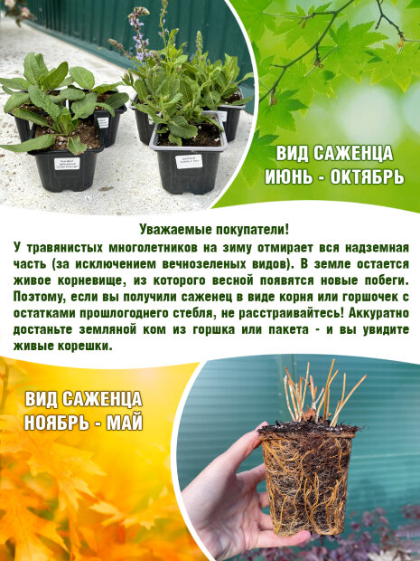 Посконник Атропурпуреум (пятнистый) (Р9)
