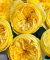 Роза Каталина
