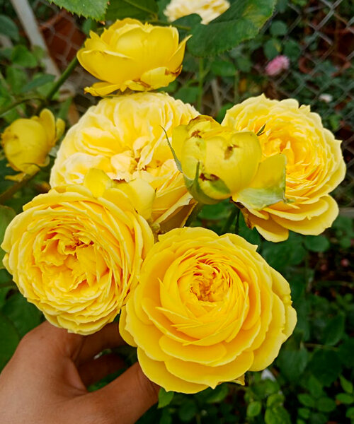 Роза Каталина