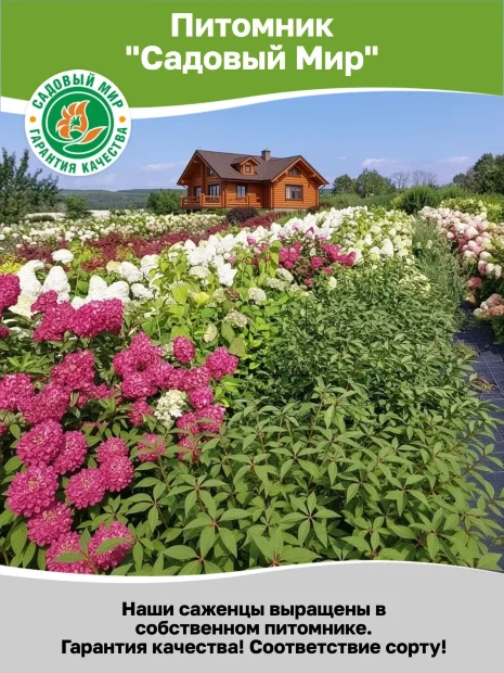 Астра Роял Руби (кустарниковая)