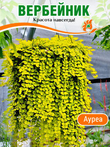 Вербейник Ауреа (монетчатый) Вербейник Ауреа (монетчатый)
