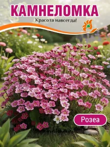 Камнеломка Розеа, Арендса