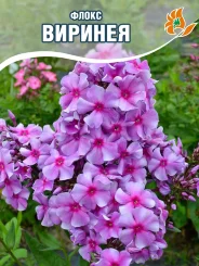 Флокс Виринея Флокс Виринея