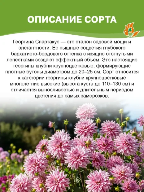 Георгин Спартакус (крупноцветковый)