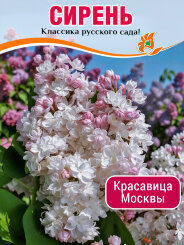 Сирень Красавица Москвы Сирень Красавица Москвы