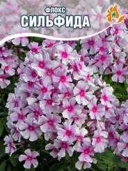 Флокс Сильфида Флокс Сильфида