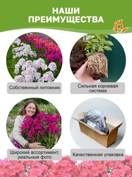 Флокс Сильфида