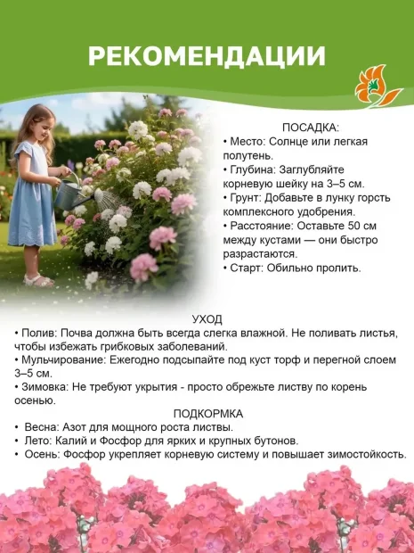Флокс Сильфида