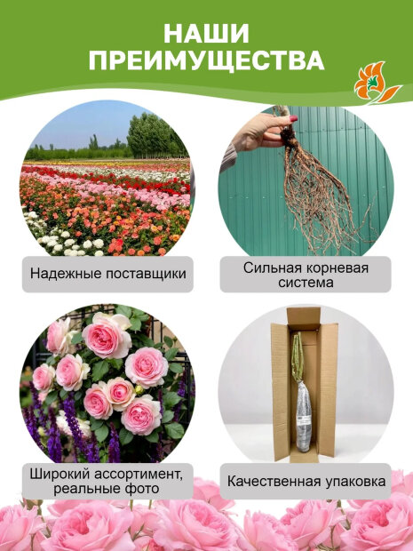 Роза Лувиана 