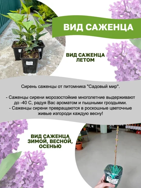 Сирень Радмила (обыкновенная) саженцы 