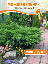 Можжевельник Минт Джулеп